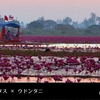 アンティークイギリス ニードルポイント 北欧風 蓮池 ピンクロータスの咲く碧い湖 タイ・ウドンタニ】レッドロータスの海を 個人手配で訪れた朝焼けの